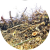 Waste Branch